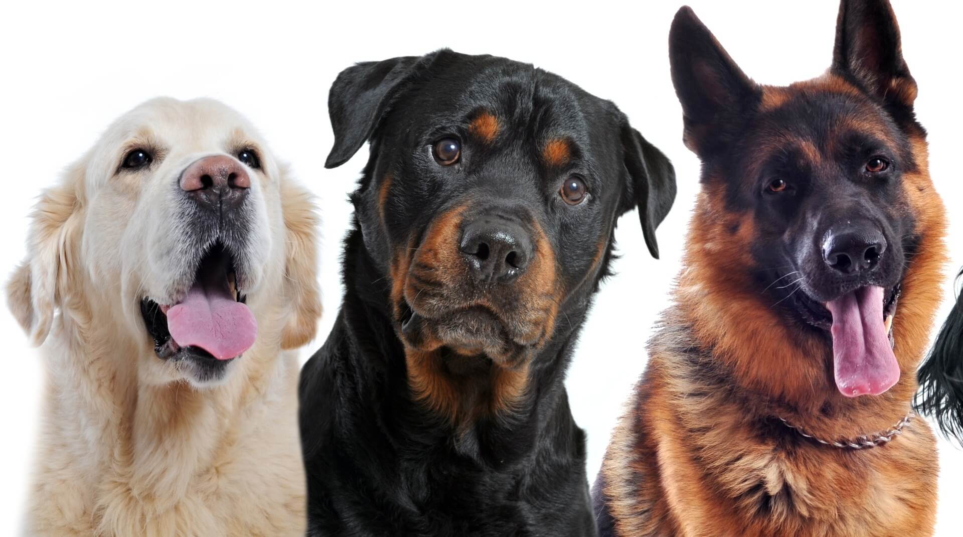 Dein perfekter Hund | RTL sucht angehende Hundehalter:innen!